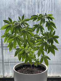 This is an image of a small cannabis plant.